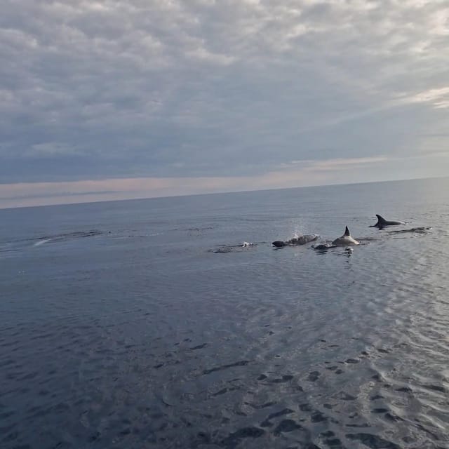Shared Dolphin & Sunset Tour Rovinj Drinks Included - Important Information
