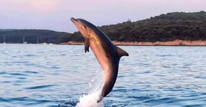 Shared Dolphin & Sunset Tour Rovinj Drinks Included - What to Expect