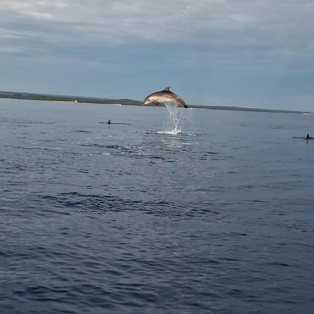 Shared Dolphin & Sunset Tour Rovinj Drinks Included - Booking and Cancellation Policy