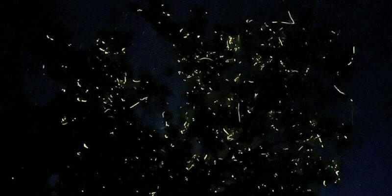 Shared Firefly Watching Cruise on Bohols Scenic Loboc River - An Overview of the Experience