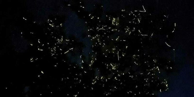 Shared Firefly Watching Cruise on Bohols Scenic Loboc River - What to Bring and Tips