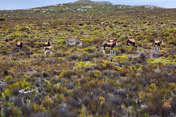 Shared Half Day Tour in Cape Peninsula With African Penguins - Pickup and Drop-off Details