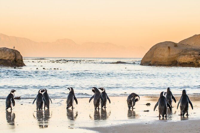 Shared Half Day Tour in Cape Peninsula With African Penguins - Cape of Good Hope Exploration