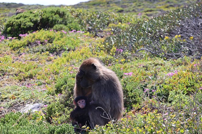 Shared Half Day Tour in Cape Peninsula With African Penguins - Transportation and Accessibility