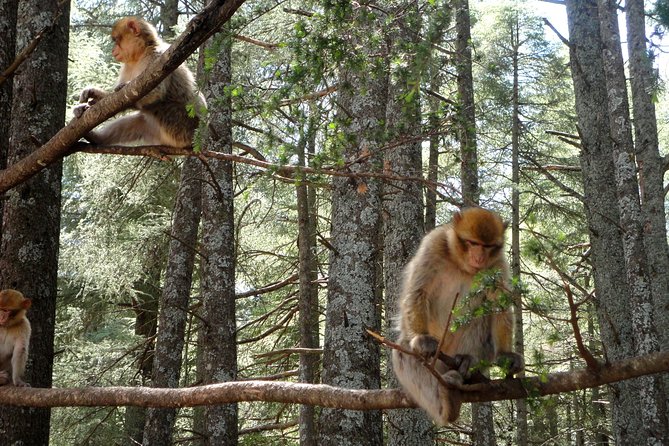 Shared Marrakech to Fes Desert Tour - 3 Days & 2 Nights - Tour Highlights