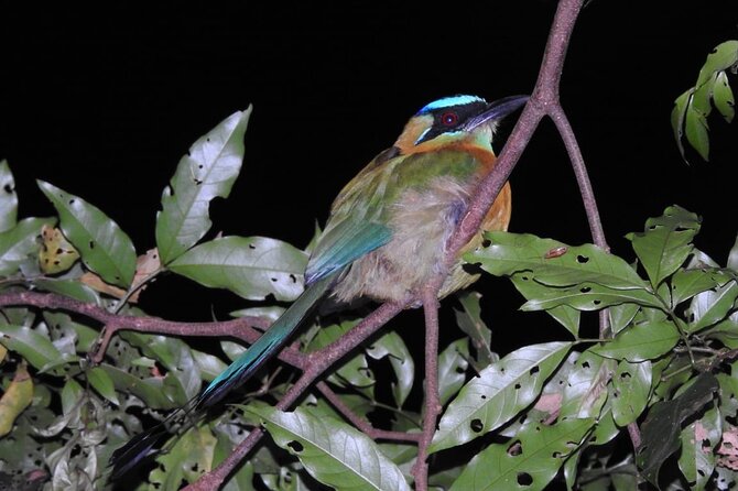 Shared Monteverde Night Tour - Nocturnal Wildlife Observation