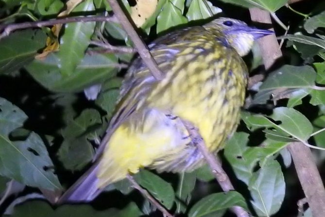 Shared Monteverde Night Tour - Guides Expertise and Passion