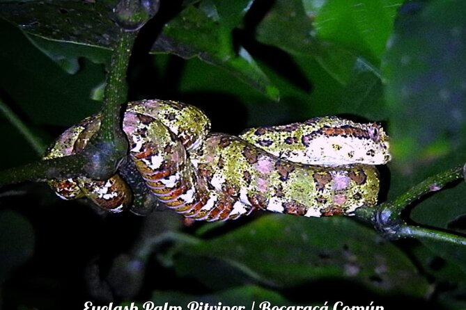 Shared Monteverde Night Tour - Personalized Attention From Guides