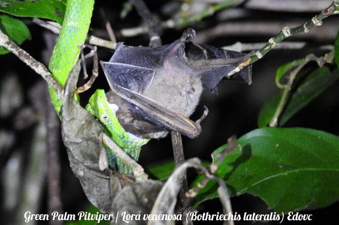 Shared Monteverde Night Tour - Tour Overview and Highlights