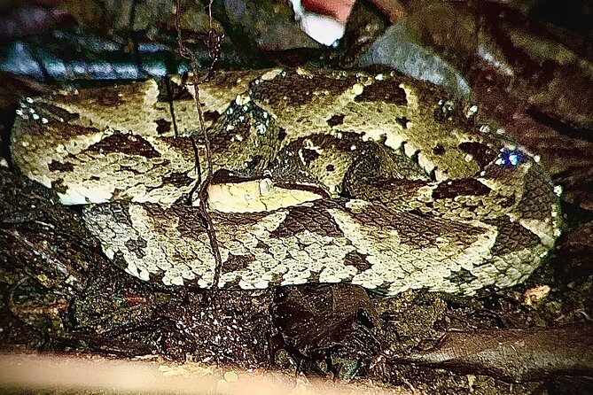 Shared Night Tour Forest Experience in Manuel Antonio - Tour Overview