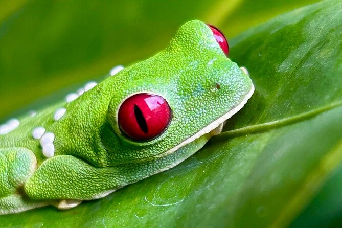 Shared Night Tour Forest Experience in Manuel Antonio - Whats Included