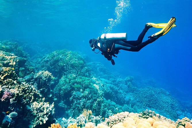 Shared Scuba Diving Experience on Easter Island One Dive Only - Experience for Beginners and Experts