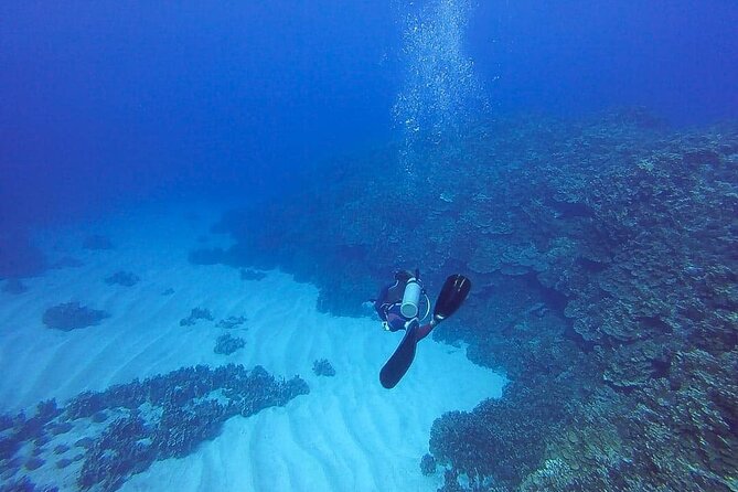 Shared Scuba Diving Experience on Easter Island One Dive Only - Gear, Transportation, and Guided Tour Included