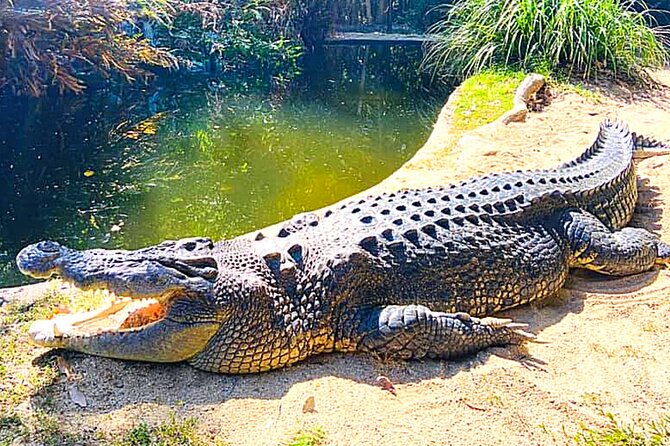 Shared Shuttle Return Transfers (ex Port Douglas) Transfers Only - Tour Details and Inclusions