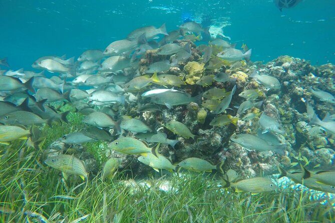Shared Sky Snorkeling in Cozumel - What the Tour Includes and Why It Matters