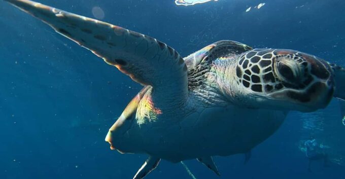 Shared Tour: Moalboal Snorkeling Adventure & Canyoneering - Optional Add-ons