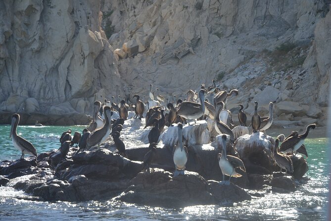 Shared Tour to the Arch of Cabo San Lucas - Accessibility