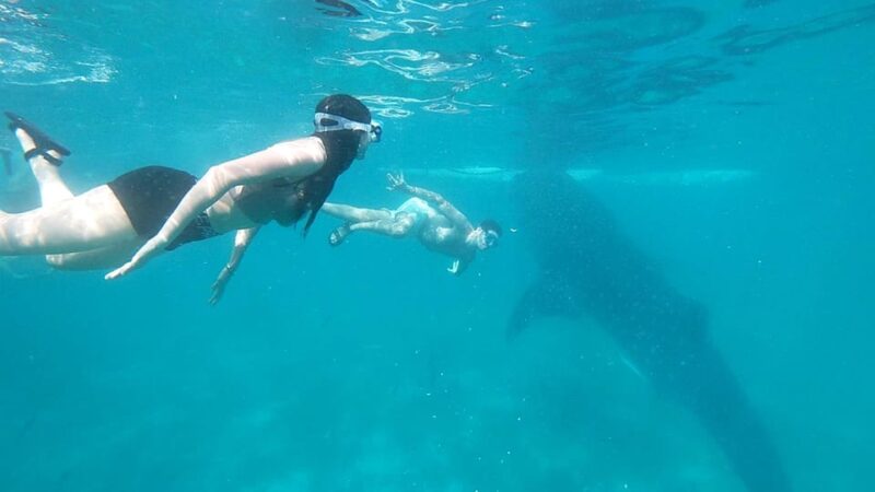 Shared Tour : Whale Shark Watching and Kawasan Canyoneering - Key Points