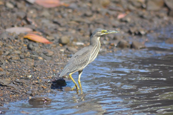Sharing Basis Half-Day Mangrove Safari Boat Tour in Langkawi - Exclusions