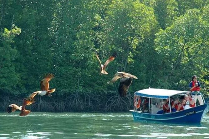 Sharing Half Day Kilim Geoforest Park Mangrove Boat Tour - Bat Cave and Tunnel