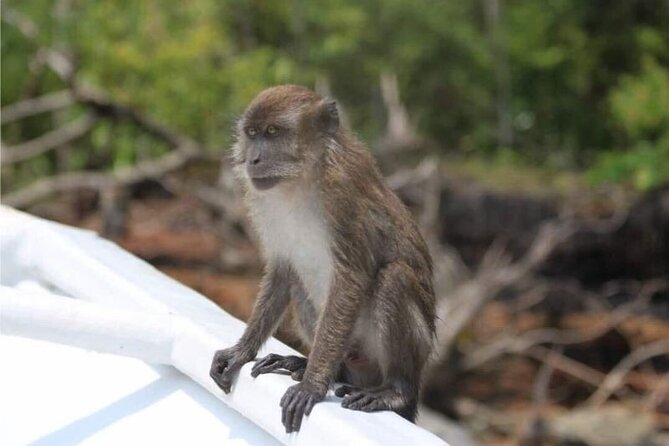 Sharing Half Day Mangrove Boat Tour With Lunch in Langkawi - Transportation Included