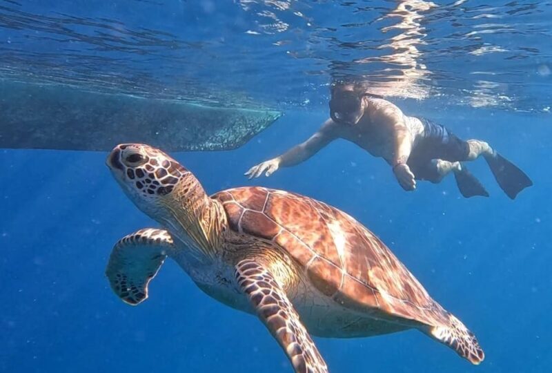 Sharing Snorkeling 3 Islands Visit Turtle Sanctuary - Activity Overview