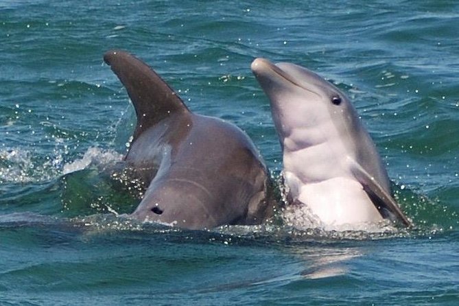 Shark and Wildlife Viewing Adventure in Key West - Just The Basics