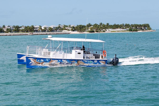 Shark and Wildlife Viewing Adventure in Key West - What to Expect