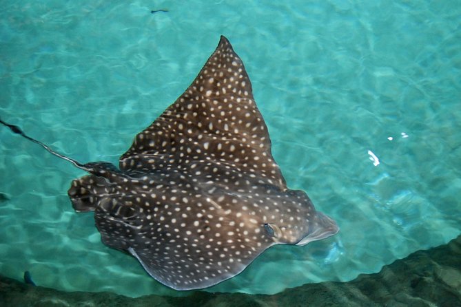 Shark and Wildlife Viewing Adventure in Key West - Beverages and Sunglasses