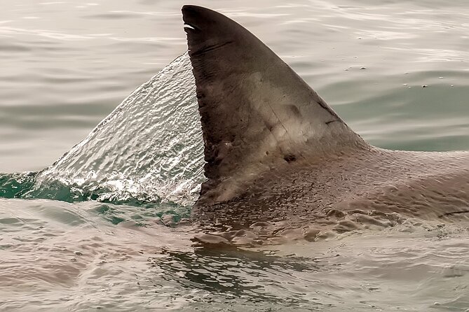 Shark Cage Dive in Gansbaai See Bronze & Other, Sometimes Great Whites - Overview of the Diving Experience