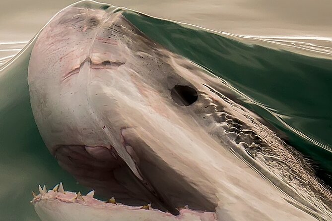 Shark Cage Dive in Gansbaai See Bronze & Other, Sometimes Great Whites - Pickup Locations and Accessibility