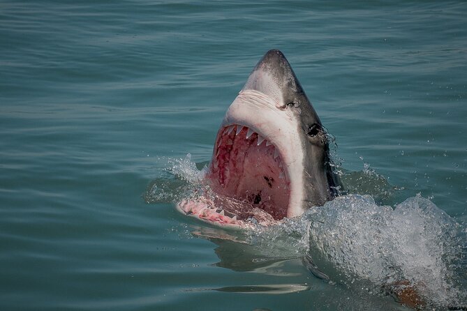 Shark Cage Dive in Gansbaai See Bronze & Other, Sometimes Great Whites - Booking Details and Policies