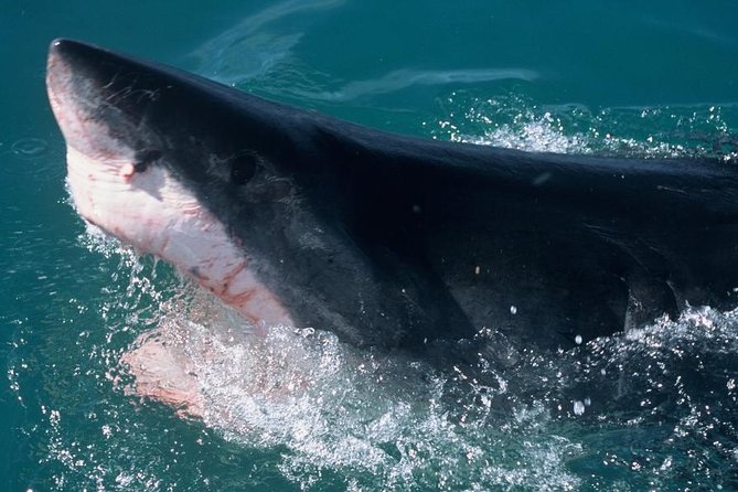 Shark Cage Dive in Gansbaai See Bronze & Other, Sometimes Great Whites - Preparing for the Cold Water
