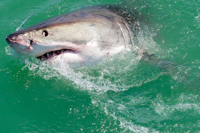Shark Cage Dive in Gansbaai See Bronze & Other, Sometimes Great Whites - Knowledgeable and Friendly Staff