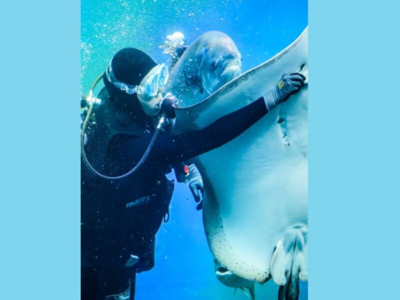 Shark Cage Dive Plus MEGA Ticket - Key Points