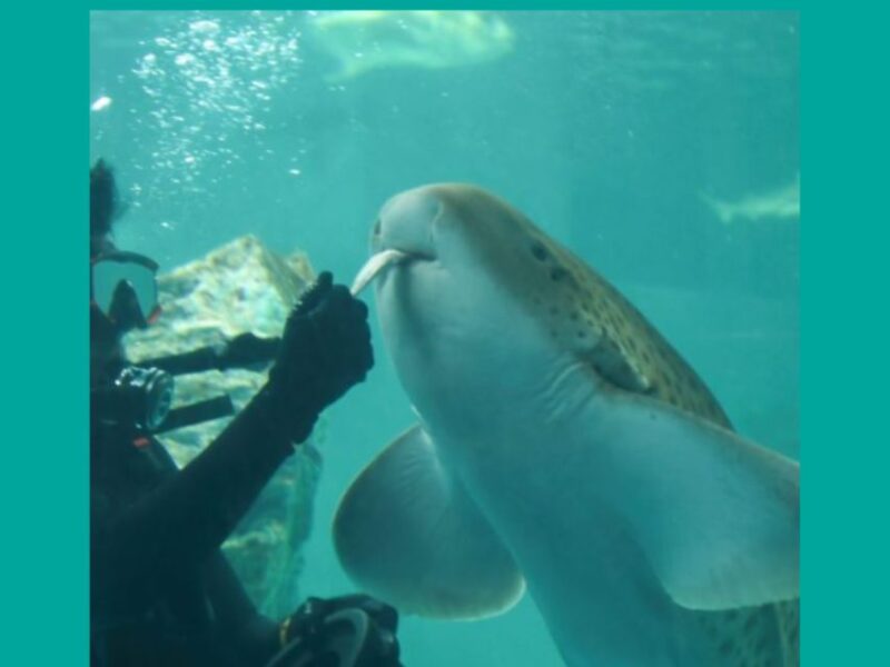 Shark Cage Dive Plus MEGA Ticket - Rescued Reptile Encounter