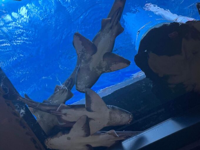 Shark Cage Dive Plus MEGA Ticket - Food and Drinks