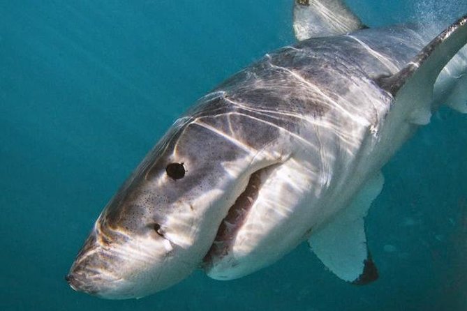 Shark Cage Diving - Adventure Meets Conservation! - Tour Guides