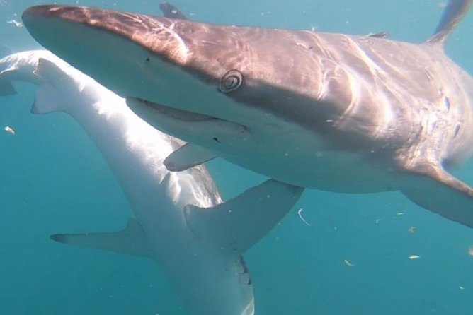 Shark Cage Diving - Adventure Meets Conservation! - Shark Encounters