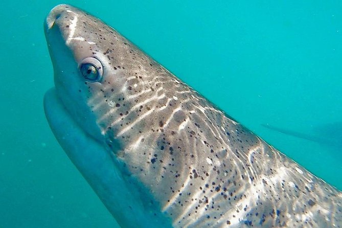 Shark Cage Diving - Adventure Meets Conservation! - Optional Transfers