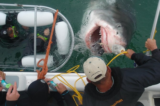 SHARK CAGE DIVING and VIEWING (Incl. Transfers From Cape Town) - Overview of the Experience