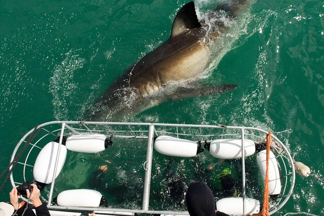 SHARK CAGE DIVING and VIEWING (Incl. Transfers From Cape Town) - Pickup and Meeting Point