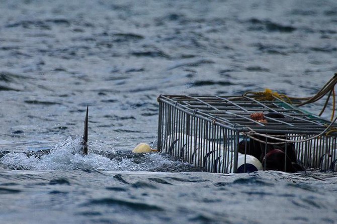 SHARK CAGE DIVING and VIEWING (Self Drive) - Arrival and Breakfast at Kleinbaai