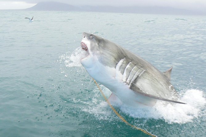 SHARK CAGE DIVING and VIEWING (Self Drive) - Boarding the Catamaran to Shark Alley