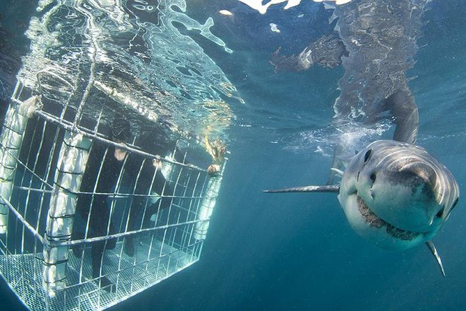 SHARK CAGE DIVING and VIEWING (Self Drive) - Gear and Amenities Included