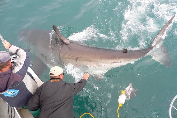 SHARK CAGE DIVING and VIEWING (Self Drive) - Booking and Meeting Details