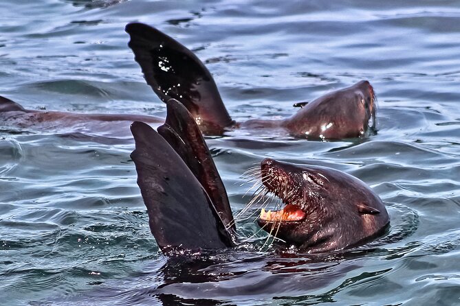 Shark Cage Diving and Viewing With Transport From Cape Town - Itinerary