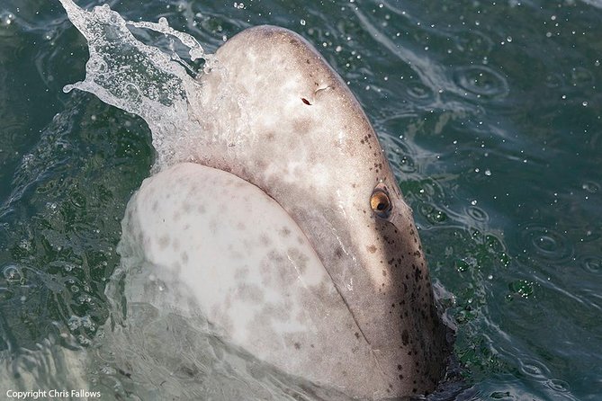 Shark Cage Diving Cape Town - Possible Shark Species