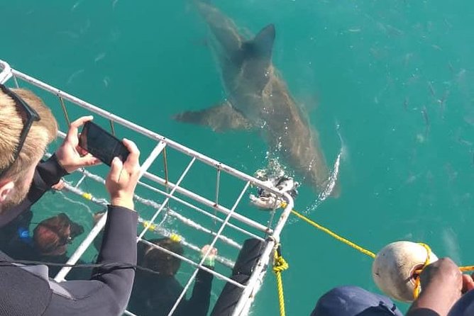 Shark Cage Diving - Tour Schedule and Options