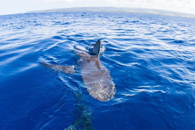 Shark Cage Diving In Oahu - Logistical Details